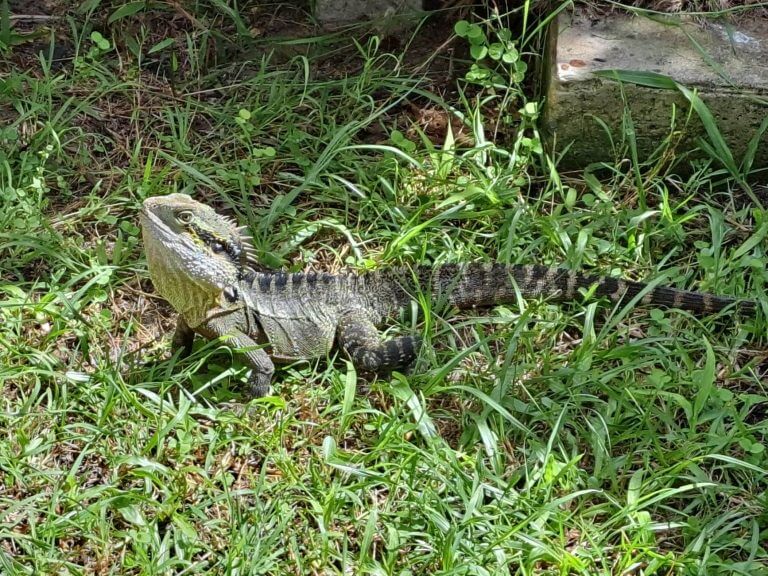 A regular visitor enjoying time at Byron Bay Accommodation