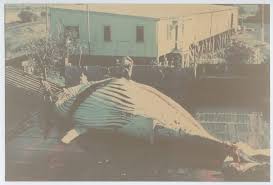 Byron Abattoir